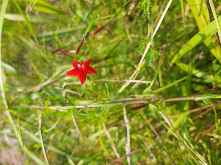 flores herbario